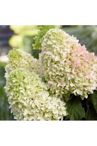 Крупным планом цветочные гортензии соцветия `Little Spooky`